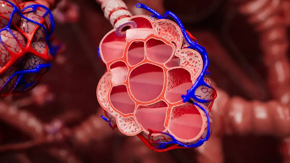 Das innere einer Lunge als 3D-Animation